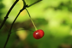 Lonicera glehnii