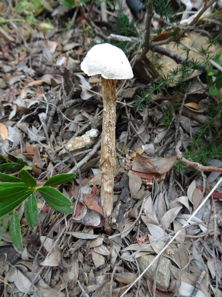 Battarrea phalloides · April 2026 · photo: © ju_stine (iNaturalist, cc-by)