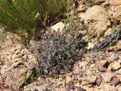 Pelargonium tabulare