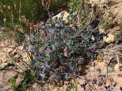 Pelargonium tabulare