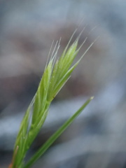 Festuca octoflora