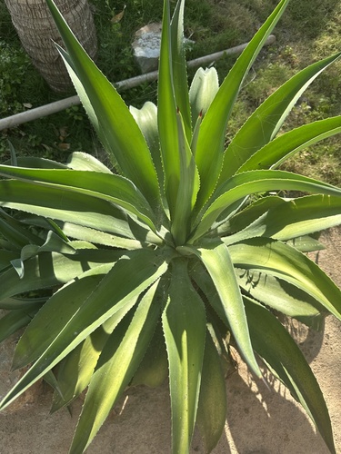 Smooth Agave (Agave desmetiana)