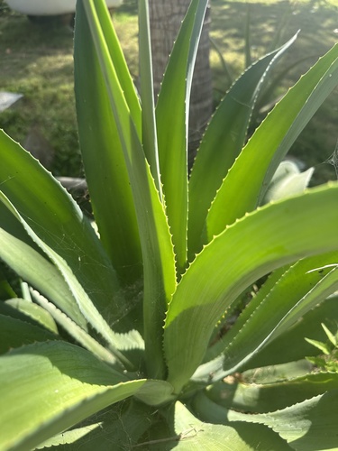 Maguey de pita (Agave desmetiana)