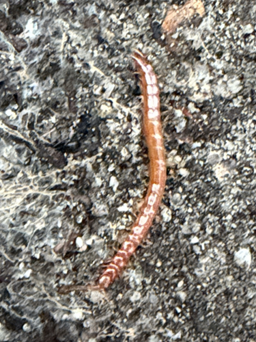 iNaturalist observation photo of Tropical Centipedes
