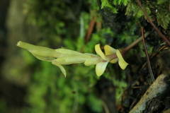 Gentiana zollingeri