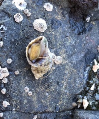 Nucella canaliculata