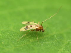 Polypedilum