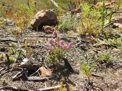 Erica nudiflora