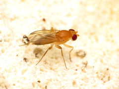 Sobarocephala flaviseta