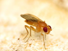 Sobarocephala flaviseta