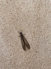 Glenoleon meteoricus