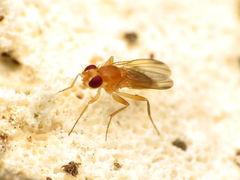 Sobarocephala flaviseta