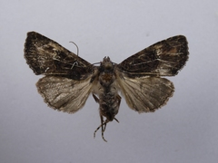 Meterana ochthistis