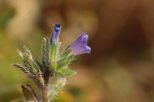 Small-flowered Viper's-bugloss (Echium parviflorum)