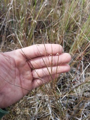 Eragrostis elliottii