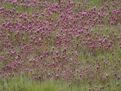 Castilleja exserta