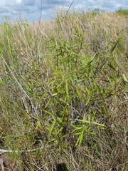 Salix caroliniana