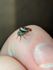 Smilia fasciata