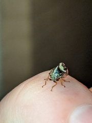 Smilia fasciata