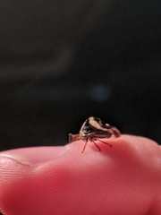 Smilia fasciata