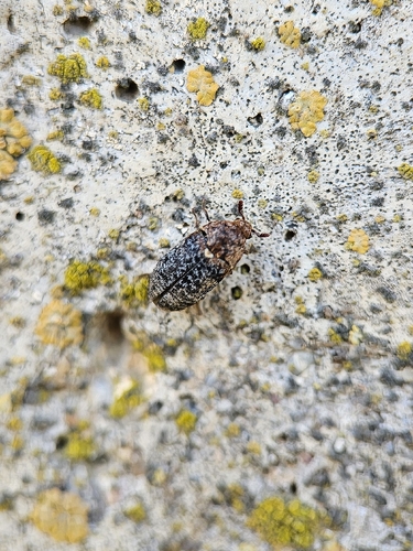 Dermestes undulatus