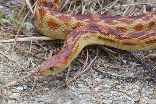 Cape Gopher Snake