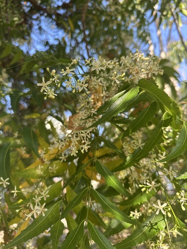 Neem (Azadirachta indica)