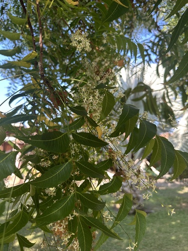 Neem (Azadirachta indica)