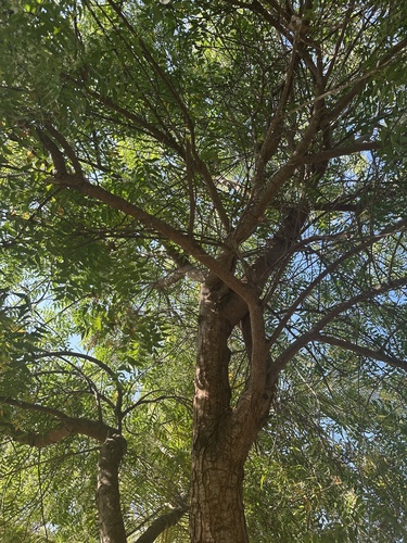 Neem (Azadirachta indica)