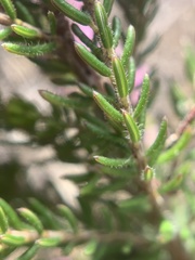 Erica nudiflora