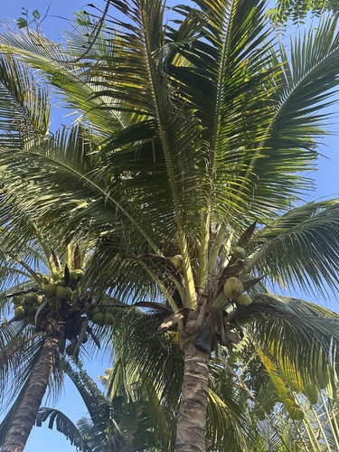 Coco (Cocos nucifera)