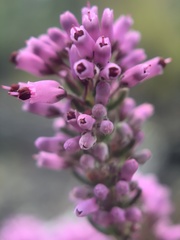 Erica nudiflora