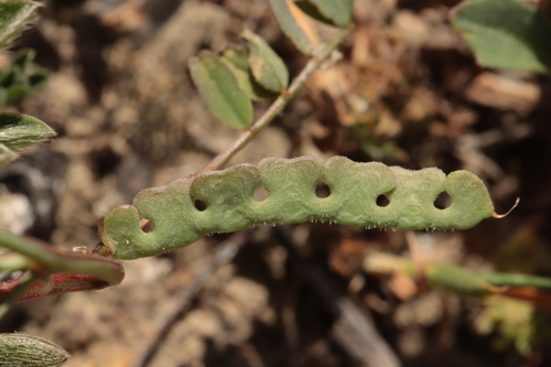 Lesser Horseshoe-vetch (Hippocrepis ciliata)