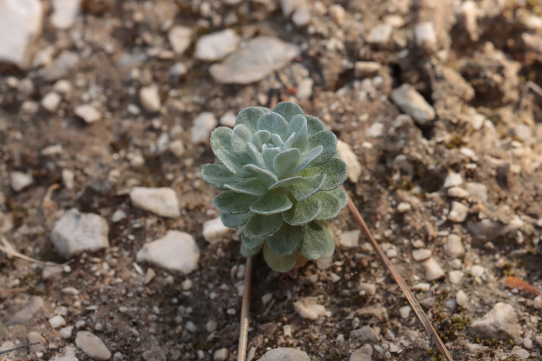 Imagem de Filago pygmaea