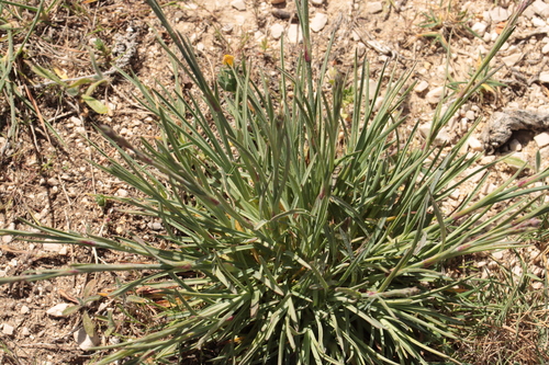 Apennine wood pink (Dianthus virgineus)