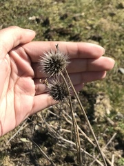 Echinops sphaerocephalus