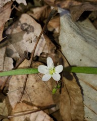 Claytonia virginica