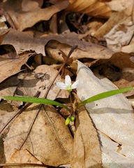 Claytonia virginica