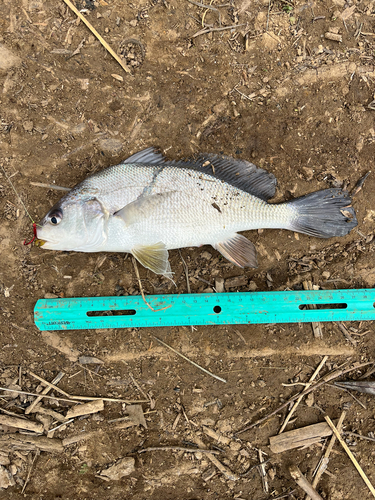 Aplodinotus grunniens