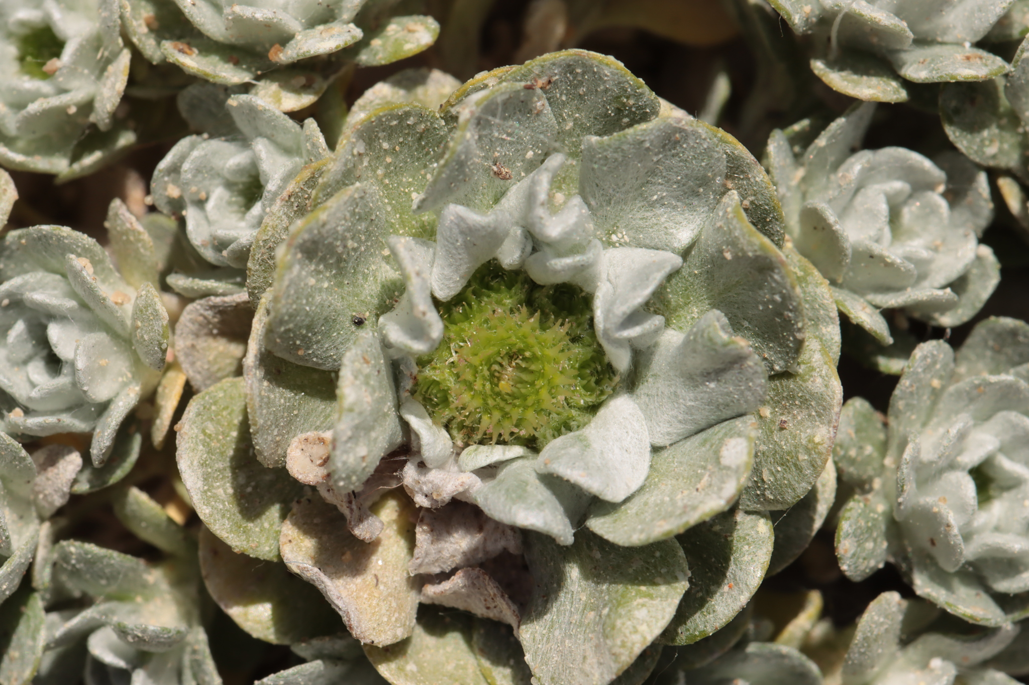 Imagem de Filago pygmaea