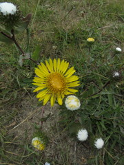 Grindelia stricta platyphylla