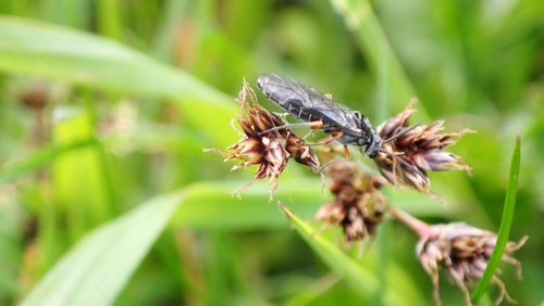 Vestigial Weeper, 8041 AT Zwolle, Nederland, photo 9 of 10