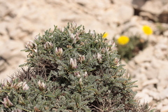 Astragalus tragacantha, photograph (c) Noé Fleury Frouart, some rights reserved (CC BY)