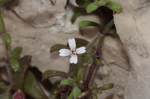 Hairy Catchfly (Silene sedoides)