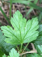 Ribes oxyacanthoides oxyacanthoides