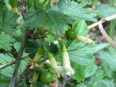 Ribes oxyacanthoides oxyacanthoides