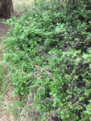 Ribes oxyacanthoides oxyacanthoides