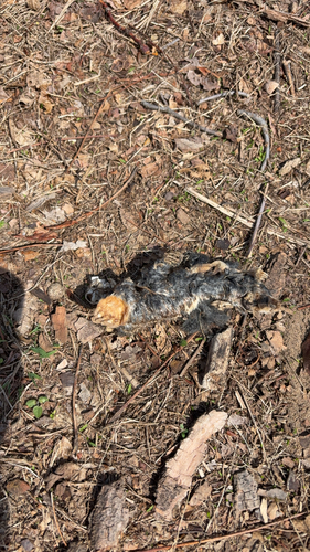 Eastern Mole observed by zukecrew