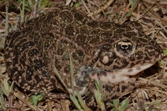 Lithobates areolatus