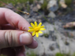 Ursinia punctata
